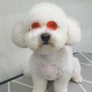 멍냥쁘띠끄 네이버블로그
