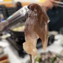 호남횟집 | 태안 만리포해수욕장 호남횟집 새조개샤브샤브 후기