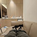 읍내3통마을회관 | 쏠비치 스위트 스탠다드 침대 / 클린룸 성인5+아기1 숙박 후기, 소삼도, 운림산방 (진도맛집추천 내돈내산)
