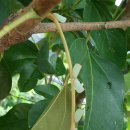 선녀농장 이미지