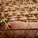 돼지우리 이미지