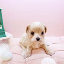 미유펫대구 강아지분양고양이분양(도그플러스동물병원) 이미지