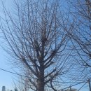 은행초등학교 이미지