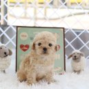 몽글몽글 이미지