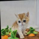 도그마루 강아지고양이 목동점 이미지