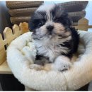 강아지분양 고양이분양 도그마루 무료 검단점 이미지