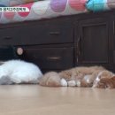 몽이냥이 이미지