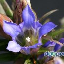 바이올렛 이미지