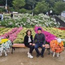 인제에서 꽃 길만 걷자! 이미지