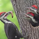 This Woodpecker Risks Everything to Feed Its Chicks | Full Life Cycle 이미지