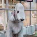 달이네애견미용실 이미지