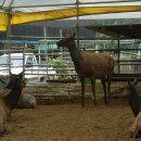 용두농장 이미지