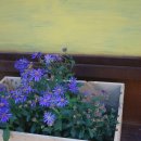 송스마켓 이미지