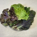 영규농장 | 쌈채소 1kg 채소 정기배송 추천 조아저씨쌈