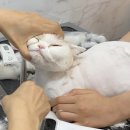 조으냥 이미지