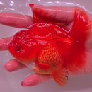 금붕어 | 창원수족관 찾아보다 발견한 김해 금붕어 키우기 꿀팁 (물롬수족관 후기)