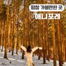 강원도 가볼 만한 곳 용평리조트 대관령 애니포레 주차장 관람코스 입장권 할인
