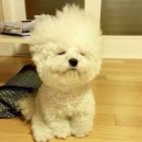 몽몽이 이미지