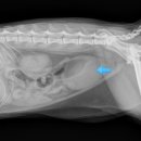 덕천동물의료센터 이미지