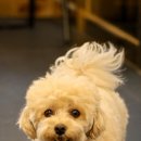 엔젤애견 이미지