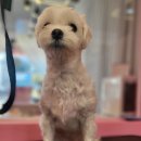 콜라네 펫살롱 이미지