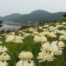 상사화 이미지