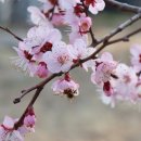 아뜰리에아울