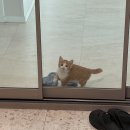 옹다방 - 경주시 | "고양이에게 남편을 뺏겼어요!"😼 반려묘 향한 아내의 귀여운 질투💖
