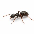 개미세탁 이미지