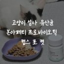 OK캣 | 고양이 설사 유산균 고민이라면 본아페티 프로바이오틱 캡스 포 캣 후기