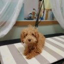 늘이쁘개 이미지