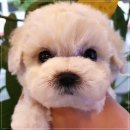 아이러브독 강아지분양 부천점 이미지