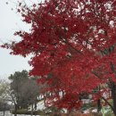 서호꽃뫼(2) 이미지