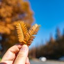 종합운동장 가로수길 이미지