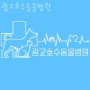 광교호수 동물병원 이미지