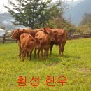 횡성한우 이미지