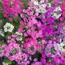 라온우리 이미지