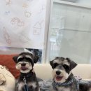 그루밍 호찌 이미지