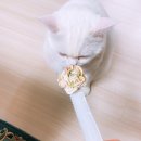 여르미케이크 이미지