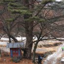 매화카센타 이미지