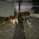 운동장길L | 매주 운동장으로 놀러다니는 라떼리카를 위한 추운...댄 리얼 하네스 패딩 M, L사이즈 내돈내산 후기