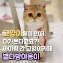 별다방 야옹이 | [순천] 연향동 아이랑 가볼만한 실내 😺고양이카페 “별다방고양이”리뷰