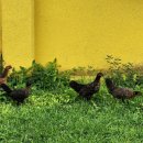 해방농장 이미지