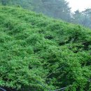 미자농장 이미지