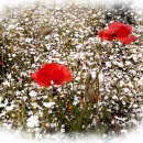 상동1교 이미지