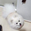 뭉치, 그루밍 이미지