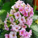 칼라<b>디바</b> &<b>안나</b>자넷