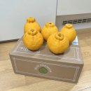 윤슬농장 | 한라봉 제철 솜이프룻 윤슬농장 한라봉 가정용 2KG