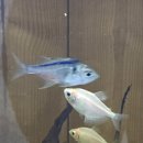 동탄이화유치원 이미지