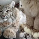 왕발고양이 이미지